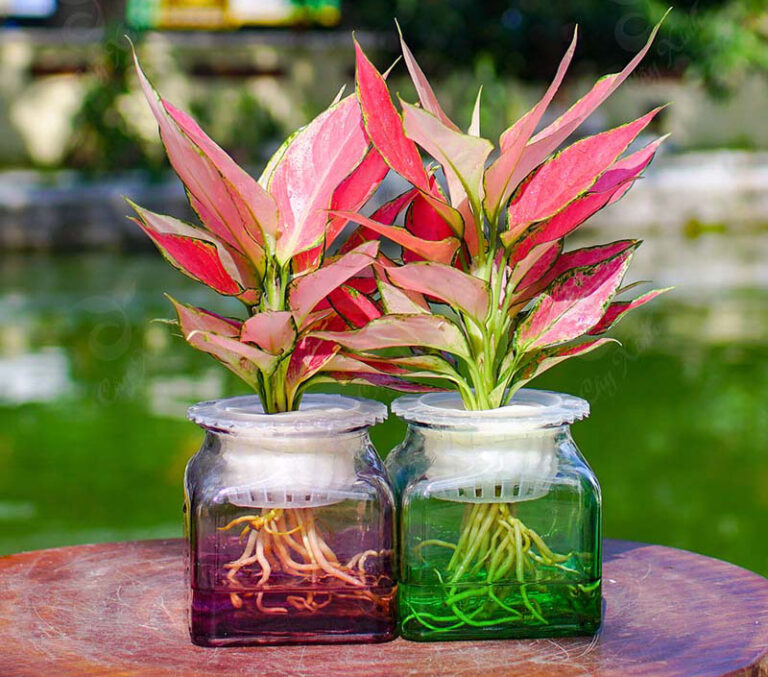 van-loc-thuy-sinh-280820 - CÂY VẠN LỘC (ý nghĩa phong thủy, cách trồng và chăm sóc) - Aquascape & Planted Tank Guide