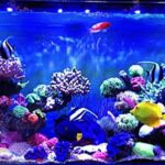 z2347694230233_67d070d6b6d6a4ef1bc0050acb8ce47f - Cách làm một bể cá nước mặn  - Aquascape & Planted Tank Guide
