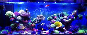 z2347694230233_67d070d6b6d6a4ef1bc0050acb8ce47f - Cách làm một bể cá nước mặn  - Aquascape & Planted Tank Guide