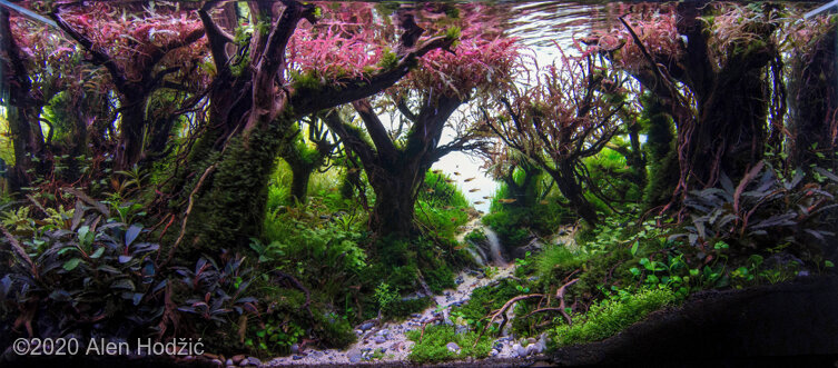1810 - Cách chọn bể cá và loại cá phù hợp nhất - Aquascape & Planted Tank Guide