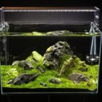 19086c9cb2cf409119de - Aquascape & Planted Tank Guide