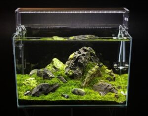 19086c9cb2cf409119de - Aquascape & Planted Tank Guide