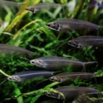 Glass catfish / glass fish
