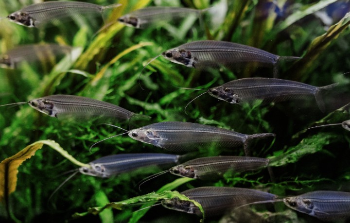 Glass catfish / glass fish