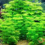 3 - Top 5 loại cây thủy sinh không cần CO2 vẫn phát triển tốt - Aquascape & Planted Tank Guide