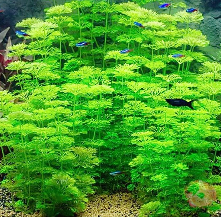 3 - Top 5 loại cây thủy sinh không cần CO2 vẫn phát triển tốt - Aquascape & Planted Tank Guide
