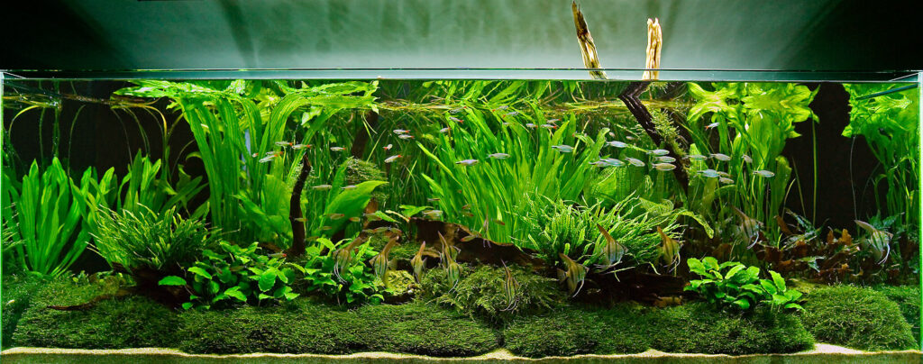 Beginner’s-guide-to-setting-up-an-aquarium-with-live-plants - Aquascape & Planted Tank Guide
