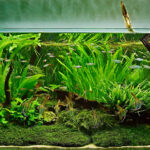 Beginner’s-guide-to-setting-up-an-aquarium-with-live-plants - Aquascape & Planted Tank Guide