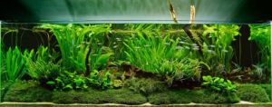 Beginner’s-guide-to-setting-up-an-aquarium-with-live-plants - Aquascape & Planted Tank Guide