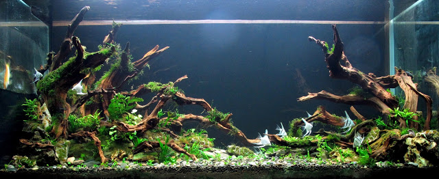 IMG_4527 - Cách ghép gỗ lũa thành Bonsai nhân tạo cho hồ thủy sinh - Aquascape & Planted Tank Guide