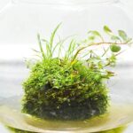 Mengenal-Aquascape-Gaya-Wabi-Kusa - Tìm hiểu phong cách hồ thủy sinh Wabi Kusa - Aquascape & Planted Tank Guide