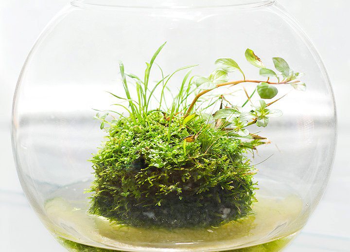 Mengenal-Aquascape-Gaya-Wabi-Kusa - Tìm hiểu phong cách hồ thủy sinh Wabi Kusa - Aquascape & Planted Tank Guide