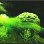 Reu-toc-reu-to-trong-ho-ca - Cách hạn chế tảo gây hại trong hồ thủy sinh - Aquascape & Planted Tank Guide