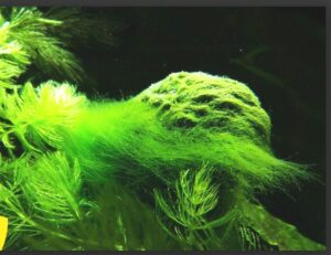 Reu-toc-reu-to-trong-ho-ca - Cách hạn chế tảo gây hại trong hồ thủy sinh - Aquascape & Planted Tank Guide