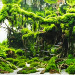 Top_5_Aquascape_Forest_Style_2019 - Các đặc trưng của hồ thủy sinh bố cục rừng - Aquascape & Planted Tank Guide