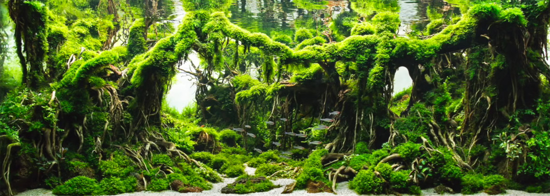 Top_5_Aquascape_Forest_Style_2019 - Các đặc trưng của hồ thủy sinh bố cục rừng - Aquascape & Planted Tank Guide