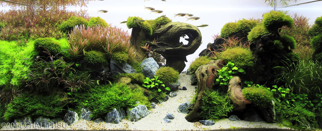 U82aBRz - Kiến thức dinh dưỡng trong hồ thủy sinh - Aquascape & Planted Tank Guide