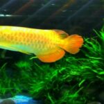 a778d21f2695d5cb8c84 - Cách chăm sóc cá rồng đơn giản và luôn khỏe mạnh - Aquascape & Planted Tank Guide