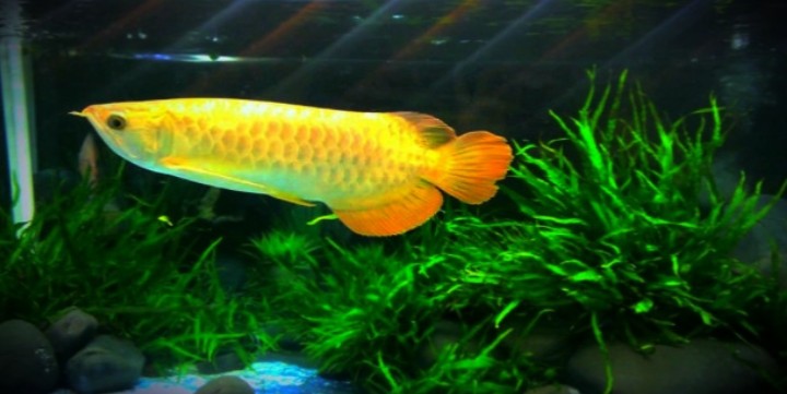 a778d21f2695d5cb8c84 - Cách chăm sóc cá rồng đơn giản và luôn khỏe mạnh - Aquascape & Planted Tank Guide