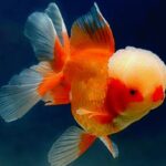b2e3387f6a03985dc112 - Những sự thật thú vị về cá vàng - Aquascape & Planted Tank Guide