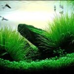 be-thuy-sinh-aquazone - Cách trải nền và chăm sóc cốt nền thủy sinh - Aquascape & Planted Tank Guide