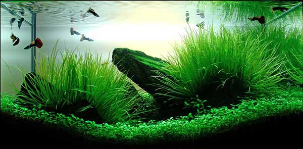 be-thuy-sinh-aquazone - Cách trải nền và chăm sóc cốt nền thủy sinh - Aquascape & Planted Tank Guide