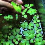 beoooff - Tác dụng của Bèo Tấm trong bể thủy sinh  - Aquascape & Planted Tank Guide