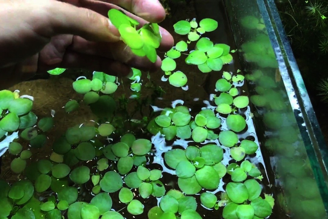 beoooff - Tác dụng của Bèo Tấm trong bể thủy sinh  - Aquascape & Planted Tank Guide