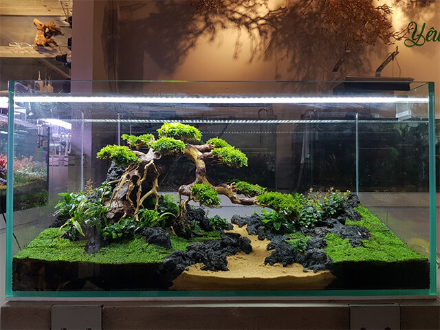 bon-sai-thuy-canh - Cách ghép gỗ lũa thành Bonsai nhân tạo cho hồ thủy sinh - Aquascape & Planted Tank Guide