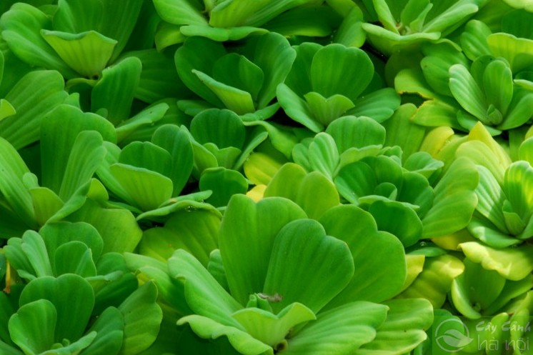 cay-beo-cai1 - Trang trí hồ cá, hồ non bộ bằng Bèo Cái thủy sinh - Aquascape & Planted Tank Guide