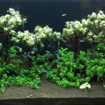 cay-ray-thuy-sinh-8 - Ráy thủy sinh – Cách trồng & Chăm sóc - Aquascape & Planted Tank Guide