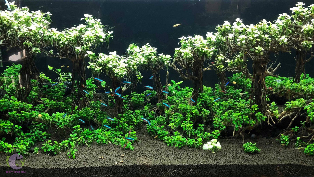 cay-ray-thuy-sinh-8 - Ráy thủy sinh – Cách trồng & Chăm sóc - Aquascape & Planted Tank Guide
