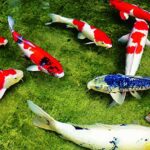 cdf0c115ce9d3dc3648c - Một số loại cá cảnh mang đến nhiều tài lộc - Aquascape & Planted Tank Guide