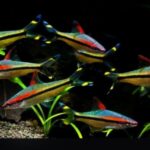 ddfe86371798e4c6bd89 - Những loài cá cảnh bơi theo đàn trong bể thủy sinh - Aquascape & Planted Tank Guide