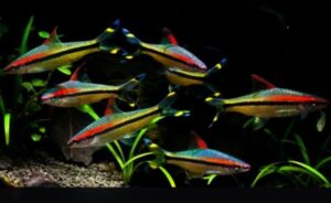 ddfe86371798e4c6bd89 - Những loài cá cảnh bơi theo đàn trong bể thủy sinh - Aquascape & Planted Tank Guide