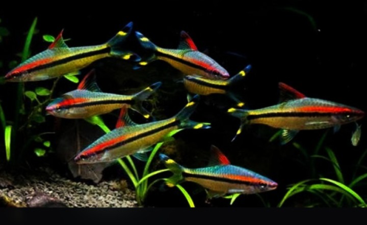 ddfe86371798e4c6bd89 - Những loài cá cảnh bơi theo đàn trong bể thủy sinh - Aquascape & Planted Tank Guide