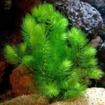 đuôi chon - Chú ý cách chăm sóc Rong đuôi chồn trong bể cá cảnh - Aquascape & Planted Tank Guide