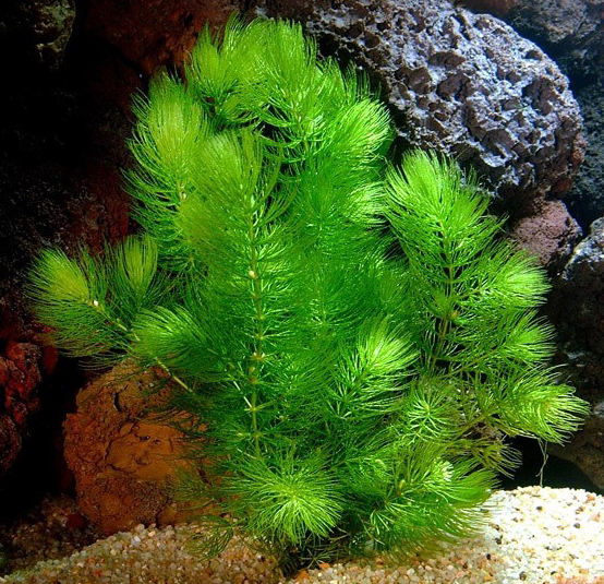 đuôi chon - Chú ý cách chăm sóc Rong đuôi chồn trong bể cá cảnh - Aquascape & Planted Tank Guide