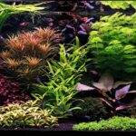 dutch-aquarium-aquascaping - Tìm hiểu về nghệ thuật thiết kế hồ thủy sinh phong cách Hà Lan - Aquascape & Planted Tank Guide