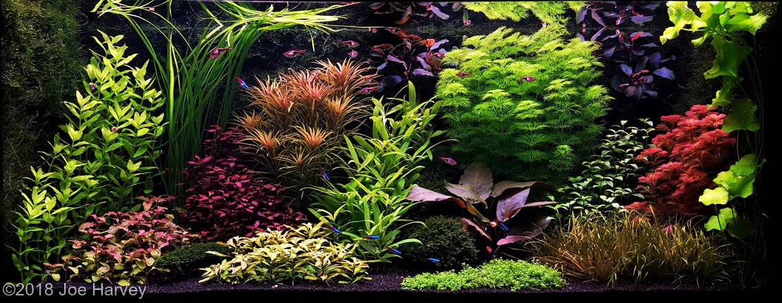 dutch-aquarium-aquascaping - Tìm hiểu về nghệ thuật thiết kế hồ thủy sinh phong cách Hà Lan - Aquascape & Planted Tank Guide