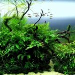 dx - Cách tự chăm sóc cây Dương Xỉ Châu Phi tại nhà - Aquascape & Planted Tank Guide