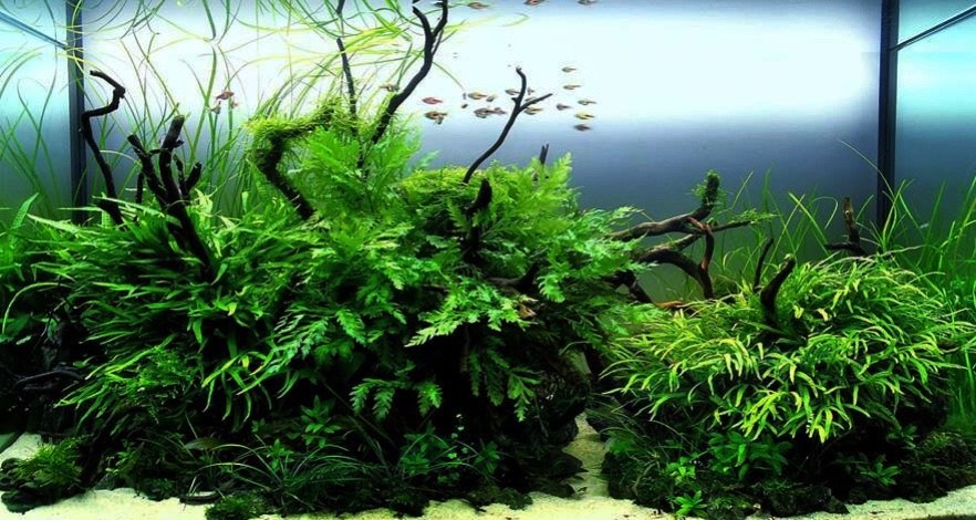dx - Cách tự chăm sóc cây Dương Xỉ Châu Phi tại nhà - Aquascape & Planted Tank Guide