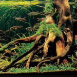ho-thuy-sinh-bo-cuc-rung-7 - Các đặc trưng của hồ thủy sinh bố cục rừng - Aquascape & Planted Tank Guide