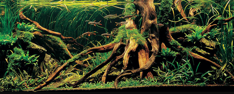 ho-thuy-sinh-bo-cuc-rung-7 - Các đặc trưng của hồ thủy sinh bố cục rừng - Aquascape & Planted Tank Guide