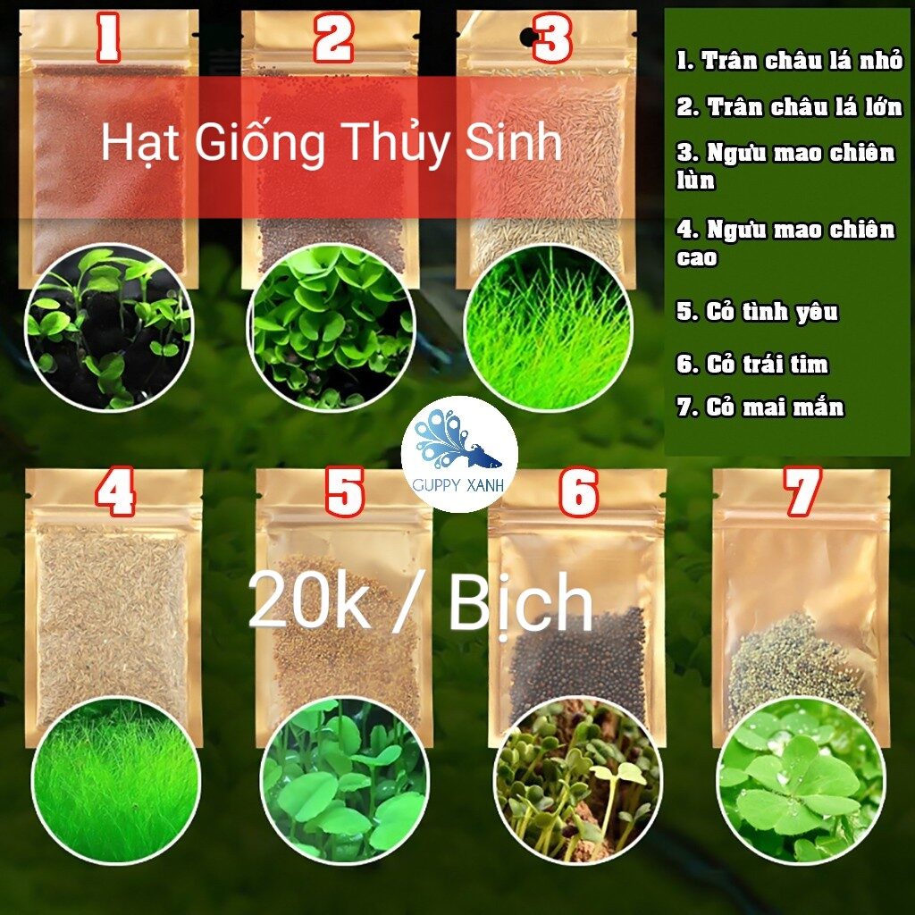 Hạt Giống Cây Thủy Sinh (Trân Châu Ngọc Trai, Ngưu Mao Chiên, Cỏ Tình Yêu, Cỏ May Mắn) - Guppy Xanh - Hạt giống thủy sinh, cây thủy sinh (trân châu ngọc trai, ngưu mao chiên, cỏ tình yêu, cỏ may mắn) - Aquascape & Planted Tank Guide