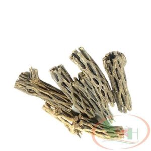 Lũa Xương Rồng Staghorn Cholla Cactus Wood - Lũa Cholla - Aquascape & Planted Tank Guide