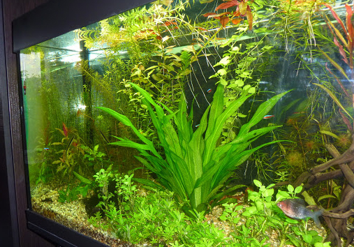 lưỡi mácc - Những điều cần biết về cách trồng và chăm sóc cây Lưỡi Mác thủy sinh - Aquascape & Planted Tank Guide