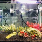 may-suoi-be-ca-2 - Tìm hiểu về thiết bị sưởi cho hồ cá - Aquascape & Planted Tank Guide