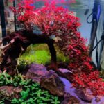 mới - Diệp Tài Hồng – Cách trồng và chăm sóc trong bể thủy sinh - Aquascape & Planted Tank Guide