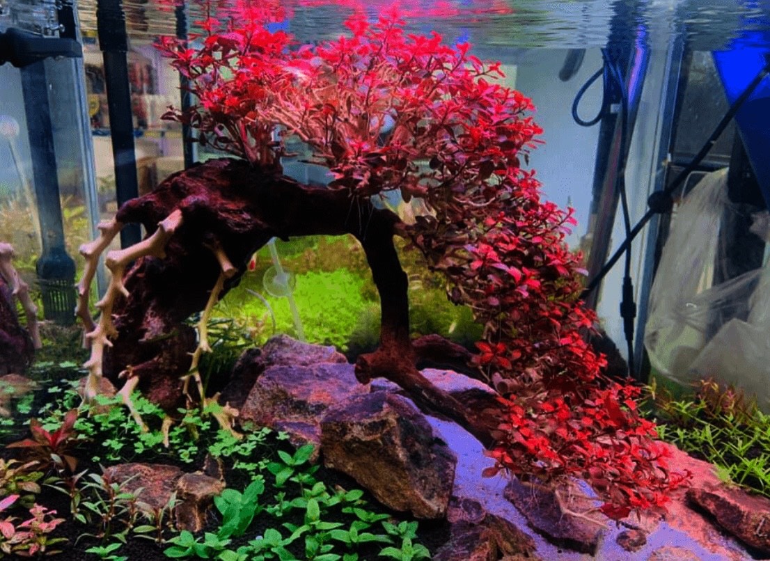 mới - Diệp Tài Hồng – Cách trồng và chăm sóc trong bể thủy sinh - Aquascape & Planted Tank Guide